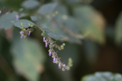 Pogostemon paniculatus